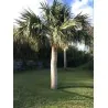 Sementes De Sabal Minor,  Anão, S. palmetto, S. bermudana