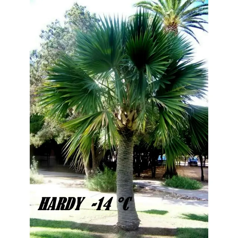 Sementes De Sabal Minor,  Anão, S. palmetto, S. bermudana