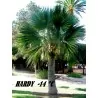 Sementes De Sabal Minor,  Anão, S. palmetto, S. bermudana