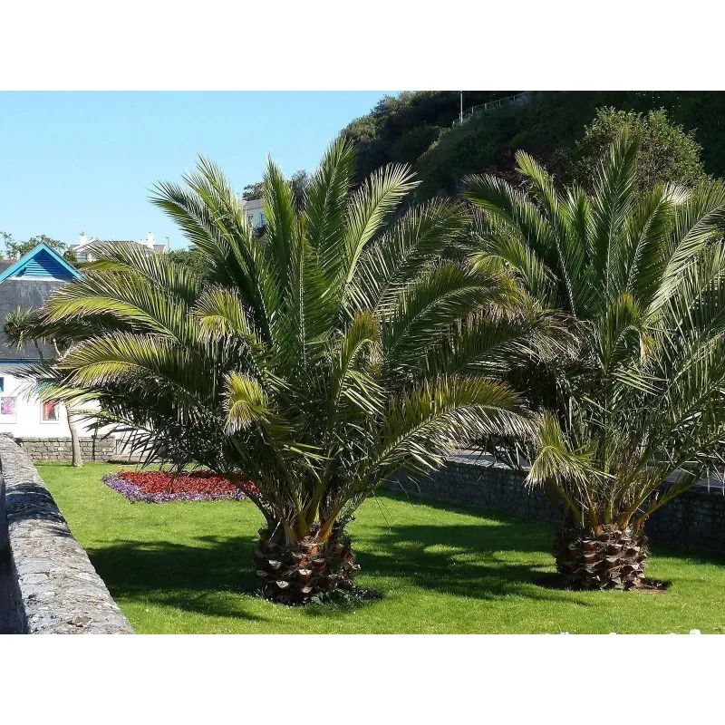 Canary Island Date Palm Seeds (Phoenix canariensis)
