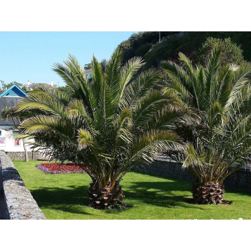 Price: €2.75 - Semillas de Palmera Canaria o Palma Canaria - 