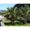 Canary Island Date Palm Seeds (Phoenix canariensis)