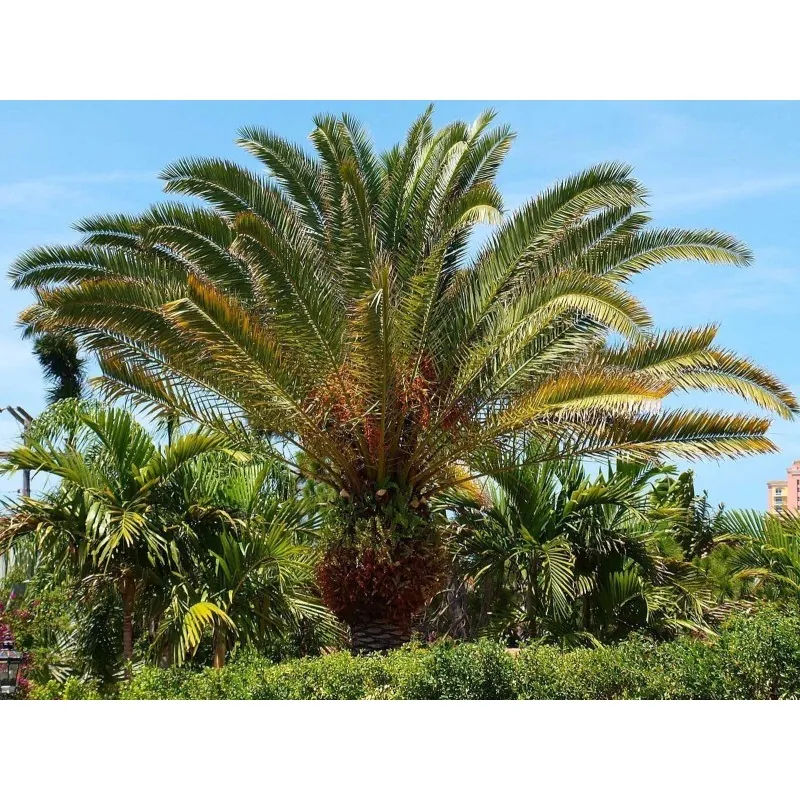 Graines Dattier des Canaries ou Palmier des Canaries
