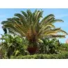 Graines Dattier des Canaries ou Palmier des Canaries