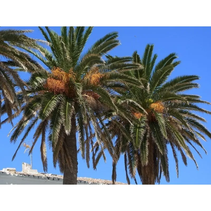 Canary Island Date Palm Seeds (Phoenix canariensis)