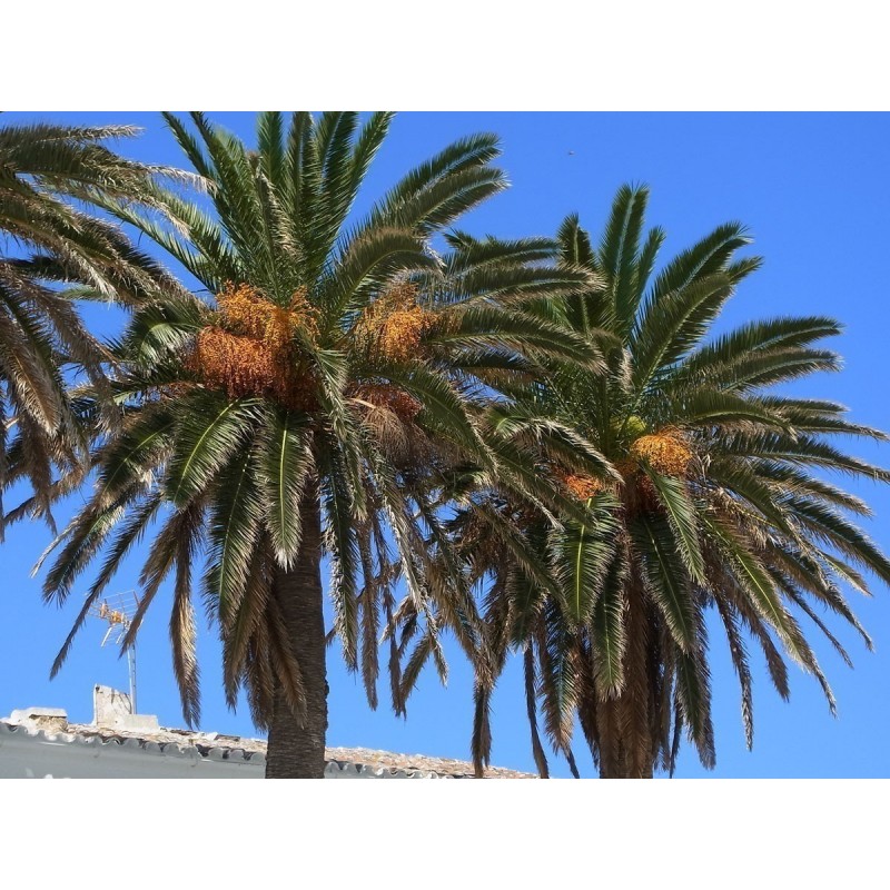 Price: €2.75 - Semillas de Palmera Canaria o Palma Canaria - 