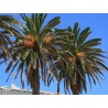 Price: €2.75 - Semillas de Palmera Canaria o Palma Canaria - 