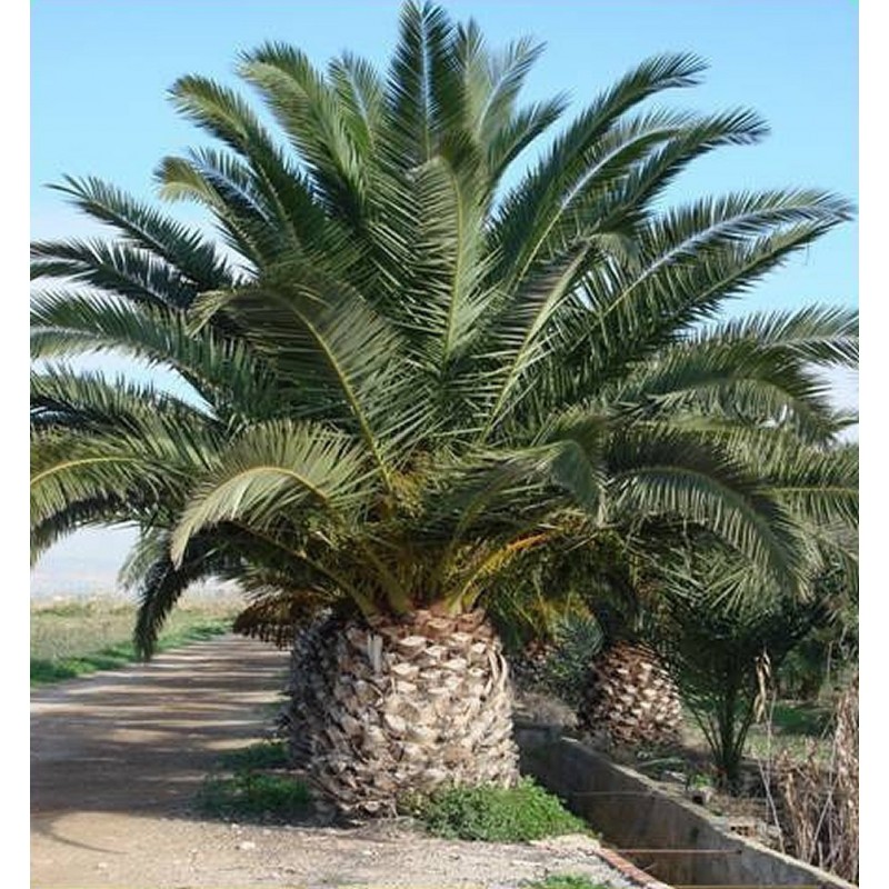 Price: €2.75 - Semillas de Palmera Canaria o Palma Canaria - 