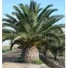 Canary Island Date Palm Seeds (Phoenix canariensis)
