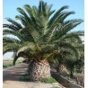 Price: €2.75 - Semillas de Palmera Canaria o Palma Canaria - 