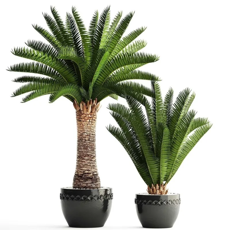 Canary Island Date Palm Seeds (Phoenix canariensis)