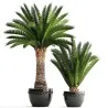 Canary Island Date Palm Seeds (Phoenix canariensis)