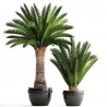 Price: €2.75 - Semillas de Palmera Canaria o Palma Canaria - 