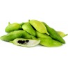 Price: €3.5 - Semi di Caigua - Cetriolo Inca (Cyclanthera Pedata) - Seeds Gallery