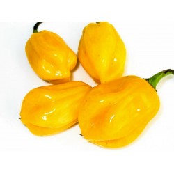Price: €2 - Semillas De Chile Burkina Yellow - 