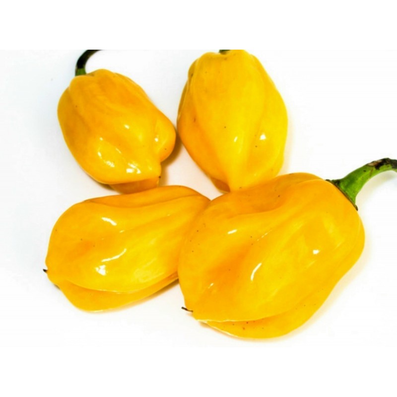 Semillas De Chile Burkina Yellow