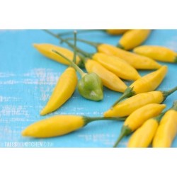 Semi di Peperoncino Tabasco giallo