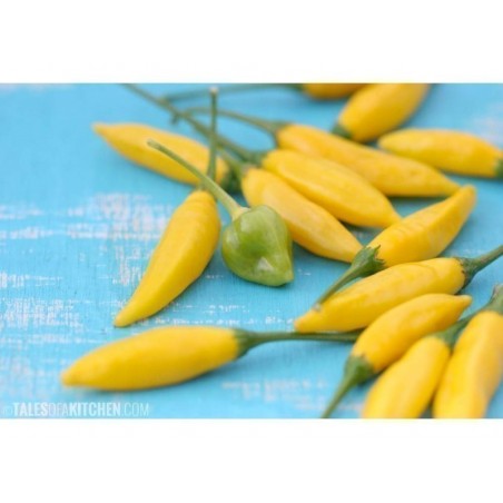Price: €2 - Chili Tabasco Yellow Seeds - 