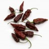 Price: €2.5 - Fatalii Choco Chili Seeds - Seeds Gallery