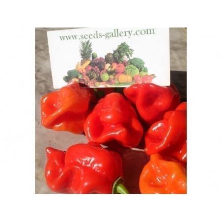 Price: €2 - Graine De Piment Gambia Red -