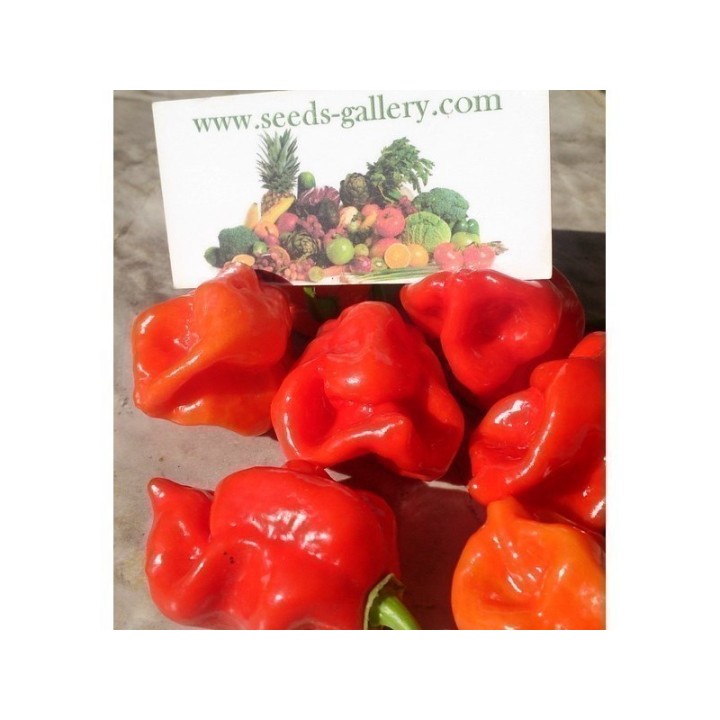 Gambia Habanero Hot Peppers Seeds - 234.57915