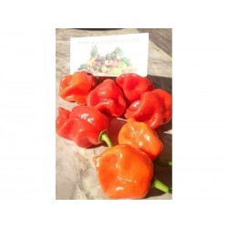 Gambia Habanero Rot Chili Samen Riesige Früchte