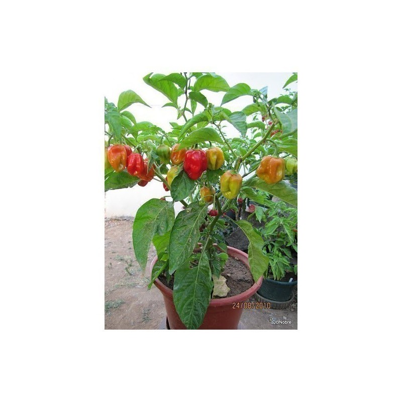 Price: €2 - Graine De Piment Gambia Red - 