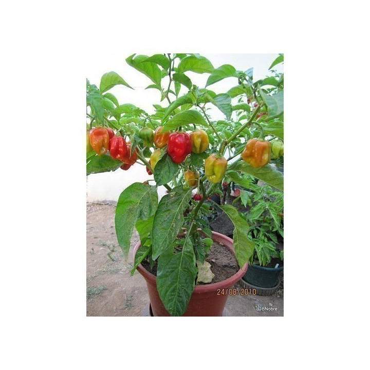 Gambia Habanero Hot Peppers Seeds - 234.57915