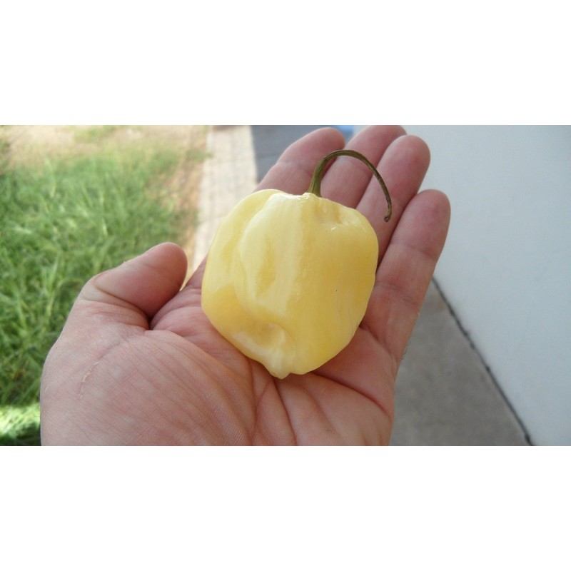 Price: €1.95 - Semillas de Pimiento - habanero blanco gigante - Seeds Gallery