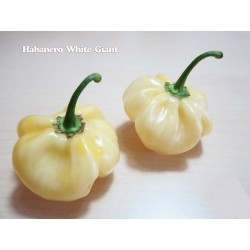 Σπόροι Τσίλι πιπέρι Giant White Habanero