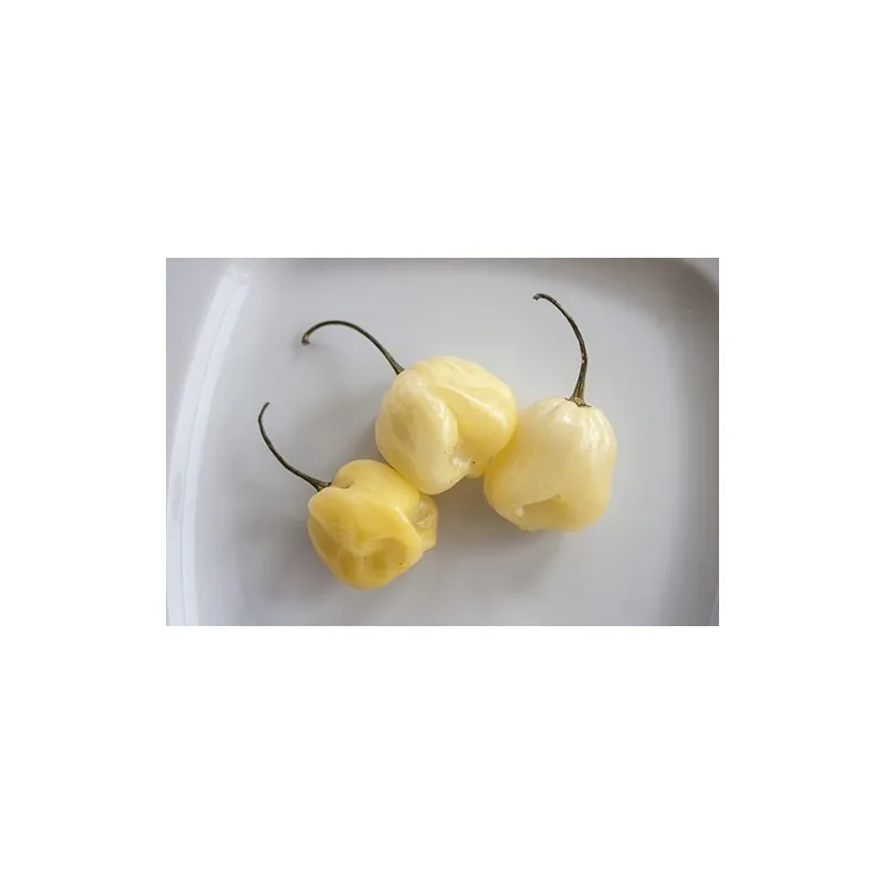 Dzinovski beli Habanero seme (Capsicum chinense)