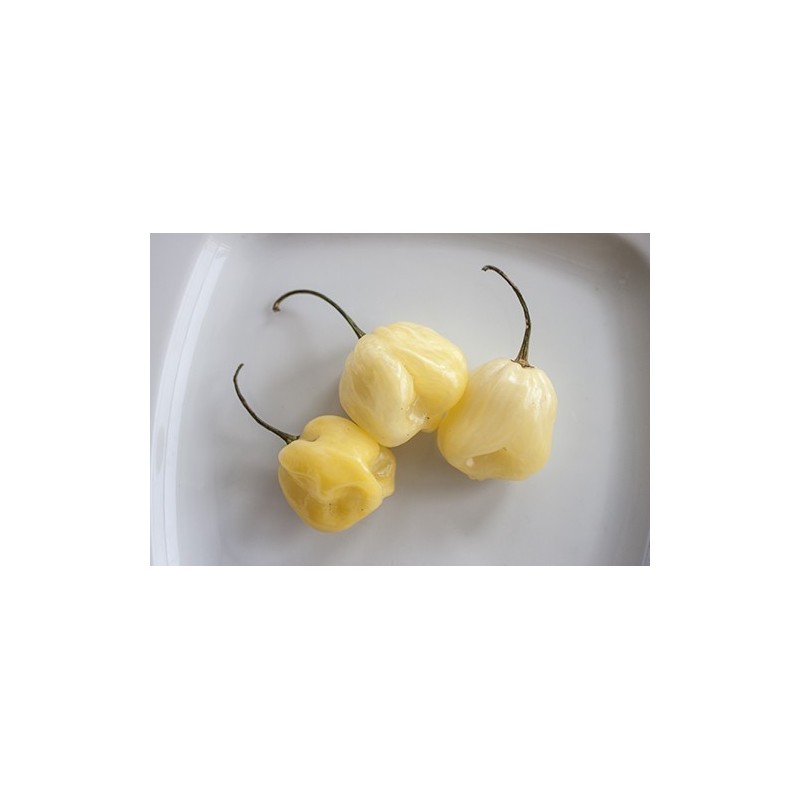 Price: €1.95 - Semillas de Pimiento - habanero blanco gigante - Seeds Gallery