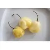 Jätte vita Habanero frön