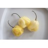 Price: €1.95 - Semillas de Pimiento - habanero blanco gigante - Seeds Gallery