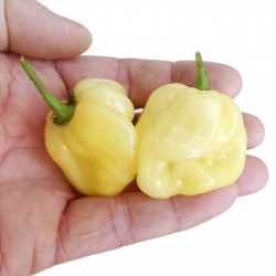 Σπόροι Τσίλι πιπέρι Giant White Habanero
