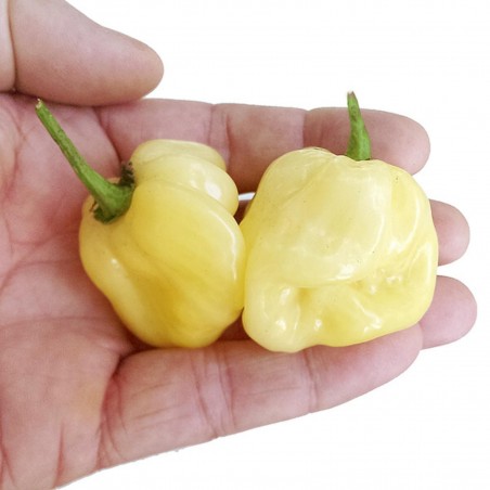 Price: €1.95 - Semillas de Pimiento - habanero blanco gigante - Seeds Gallery