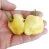 Graines de Piment - Habanero Blanc Géant