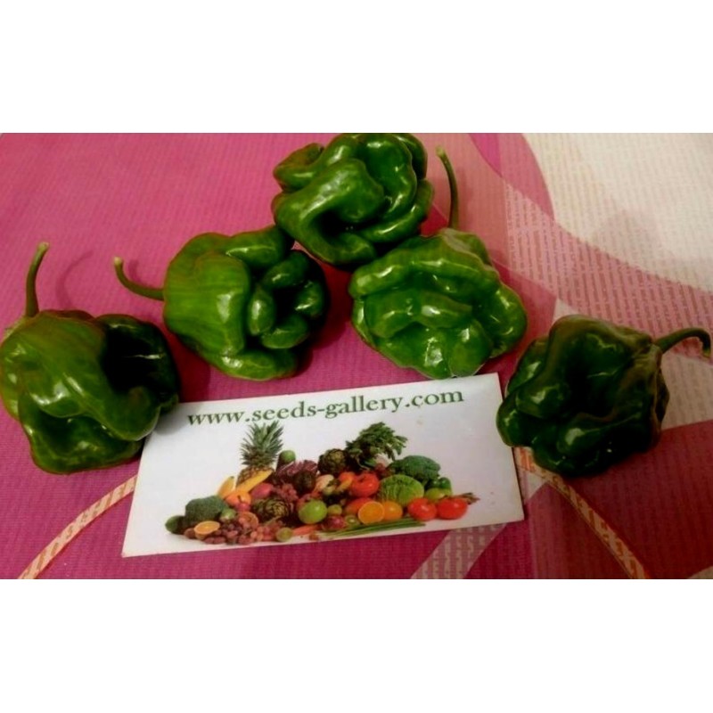 Σπόροι Τσίλι πιπέρι Πράσινο Green Habanero