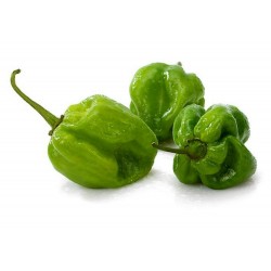 Price: €1.95 - Chilifrön Habanero Green - Grön - Seeds Gallery