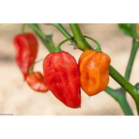 Habanero Devil's Tongue Red Seeds