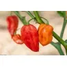 Habanero Devil's Tongue Red Seeds