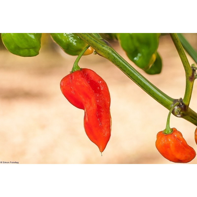 Price: €2.15 - Σπόροι Τσίλι Πιπέρι Devil's Tongue Red - 
