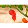 Price: €2.15 - Σπόροι Τσίλι Πιπέρι Devil's Tongue Red - 