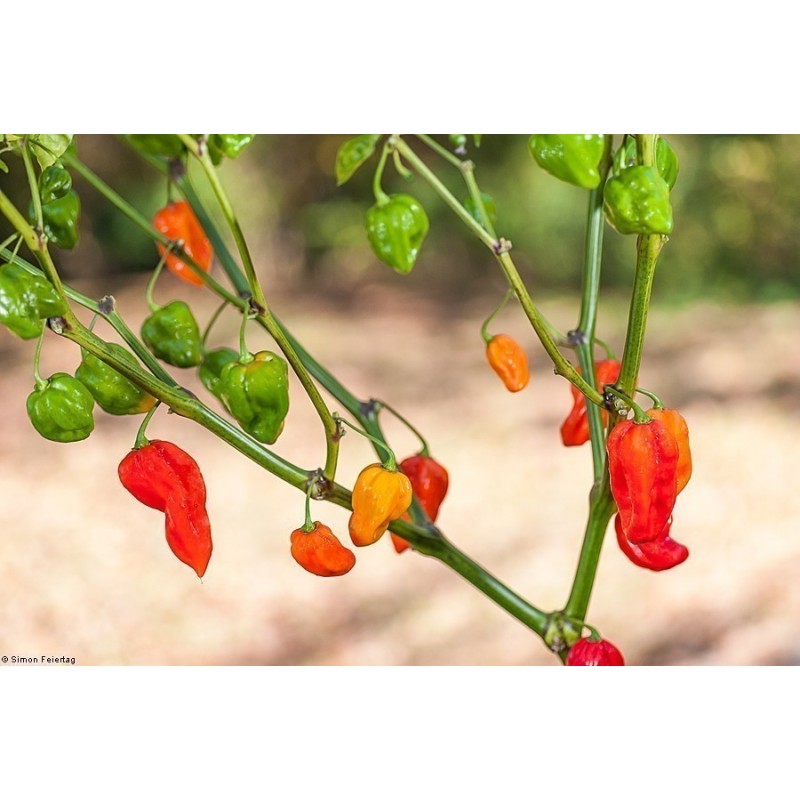 Price: €2.15 - Σπόροι Τσίλι Πιπέρι Devil's Tongue Red - 