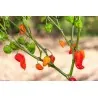 Habanero Devil's Tongue Red Seeds
