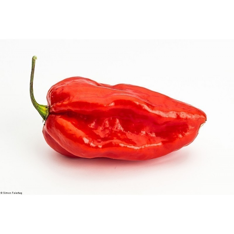 Price: €2.15 - Sementes de Pimenta ,Pimentão ,Pimentões Devil's Tongue Red - 