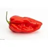 Habanero Devil's Tongue Red Seeds