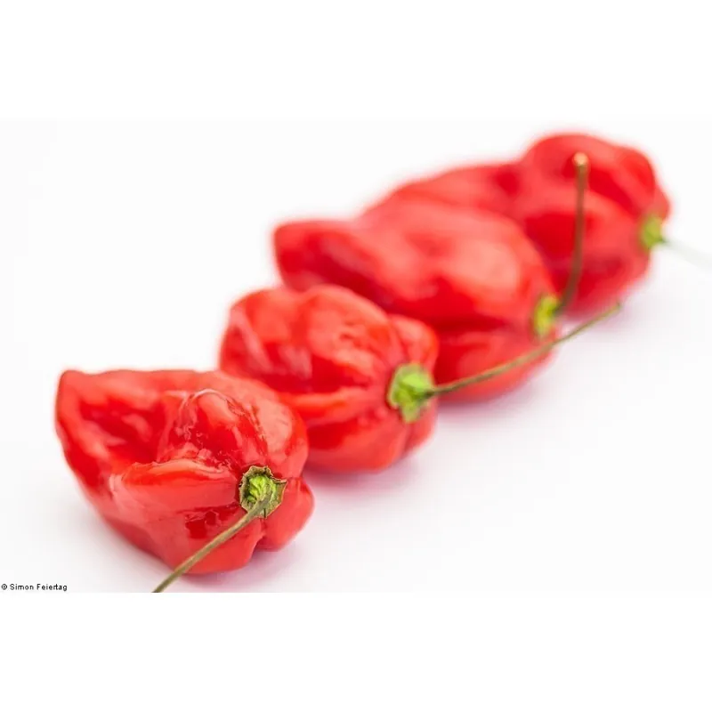 Sementes de Pimenta ,Pimentão ,Pimentões Devil's Tongue Red