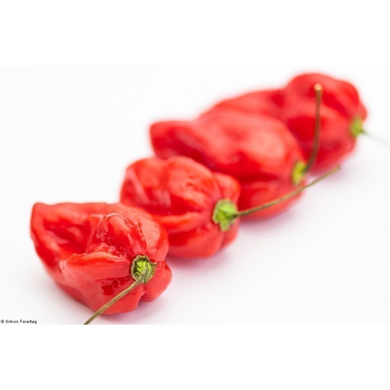 Price: €2.15 - Σπόροι Τσίλι Πιπέρι Devil's Tongue Red - 