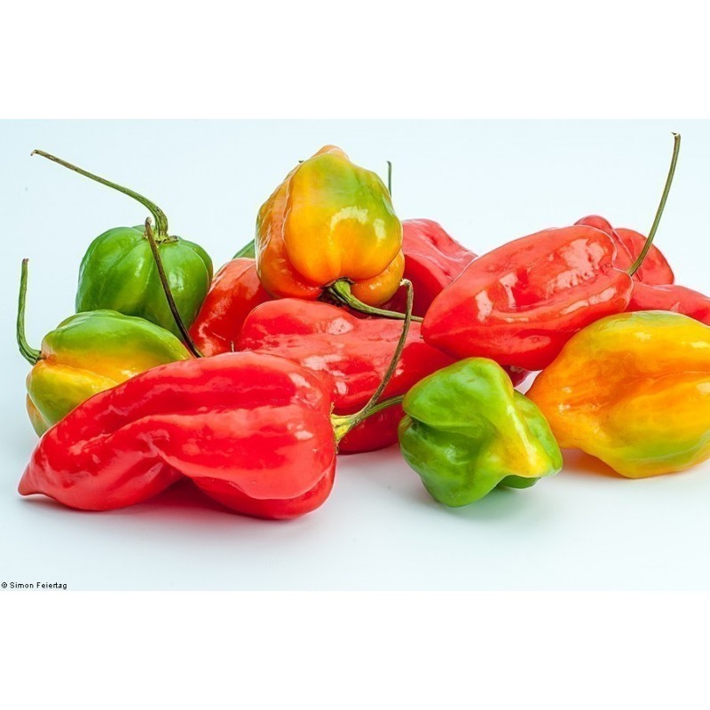 Price: €2.15 - Σπόροι Τσίλι Πιπέρι Devil's Tongue Red - 